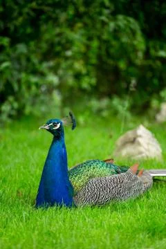 Blue peacock on the green grass Stock Photos
