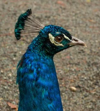 Blue Peacock head Stock Photos