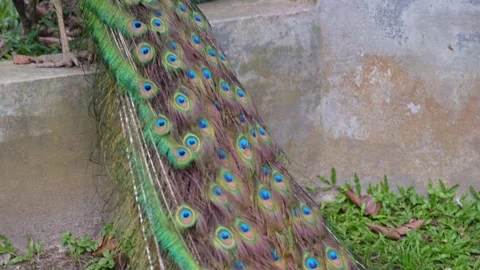 Blue Peacock With Iridescent Tail Feather in Aviary 4K Vídeos de archivo 336523040