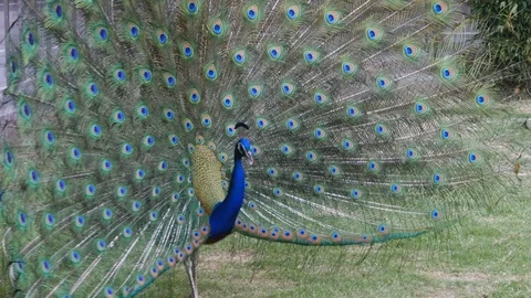 Blue peacock with its tail spread dances on the lawn Stock Footage 129222685