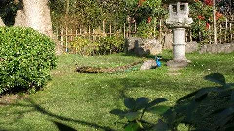 Blue Peacock lying down in park garden on green grass in Spring. 動画素材 125910614