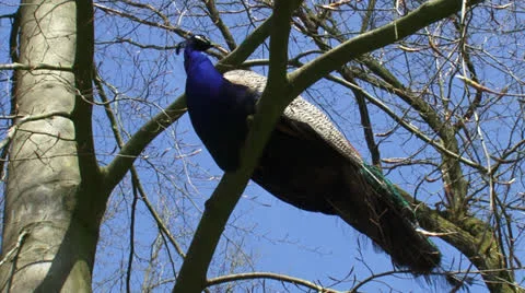 Blue peacock perched on branch - low angle Stock Footage 24939448