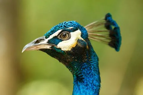 Blue peacock Stock Photos