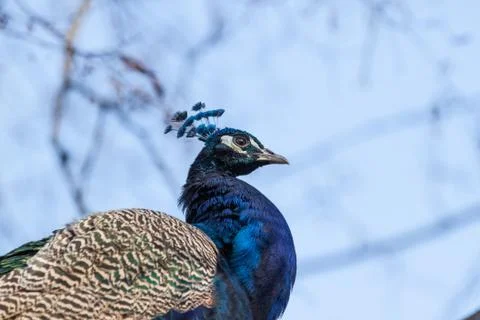 Blue peacock Stock Photos