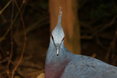 Blue peacock Stock Photos