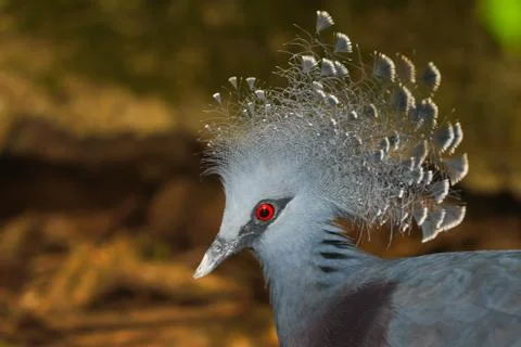 Blue peacock Stock Photos