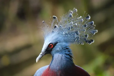 Blue peacock Stock Photos