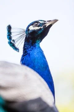 Blue peacock Stock Photos