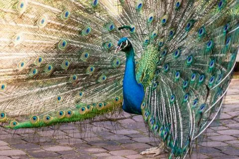 Blue peacock Foto stock