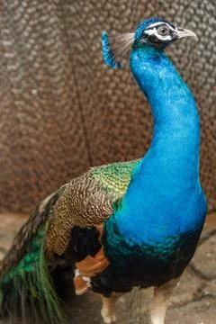 Blue peacock Stock Photos