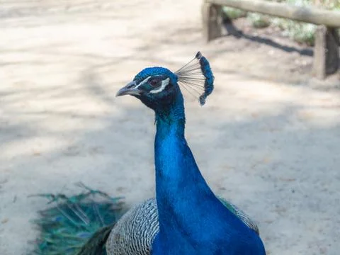 Blue Peacock Stock Photos