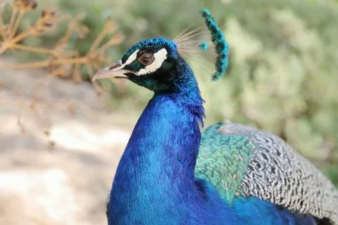 Blue peacock Stock Photos