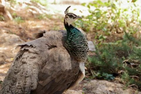 Blue peacock Stock Photos