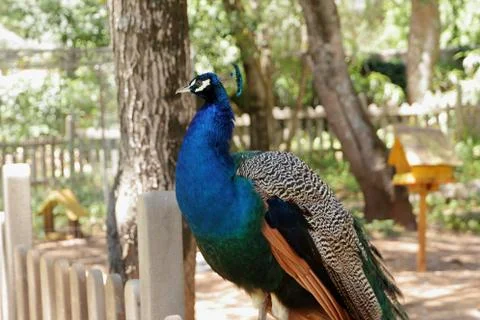 Blue peacock Stock Photos