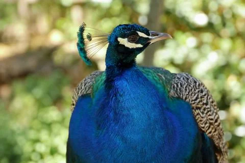 Blue peacock Stock Photos