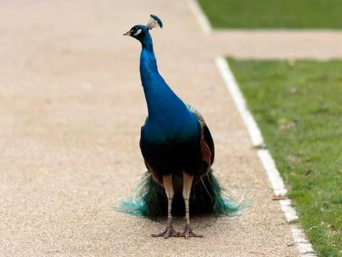 Blue Peacock Stock Photos