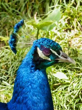 Blue Peacock Stock Photos
