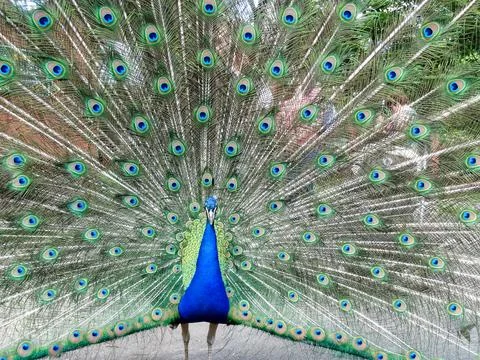 Blue peacock Stock Photos