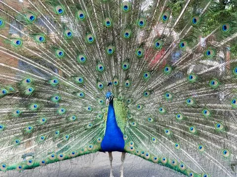 Blue peacock Stock Photos