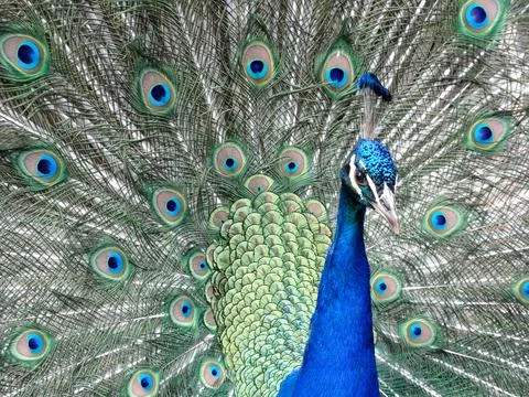 Blue peacock Stock Photos