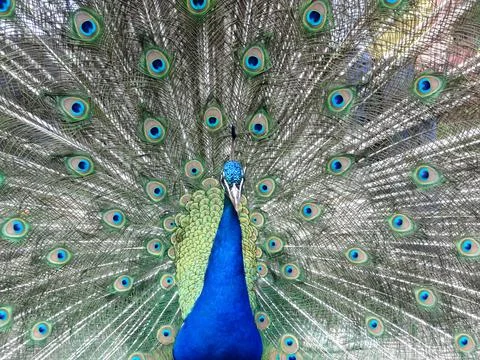 Blue peacock Stock Photos