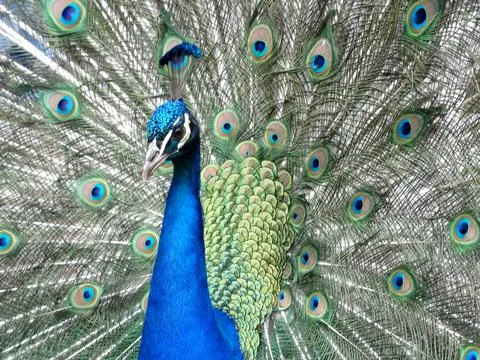 Blue peacock Stock Photos
