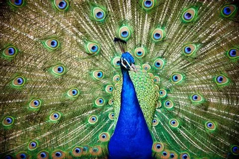 Blue Peacock. Stock Photos