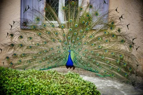 Blue Peacock. Stock Photos