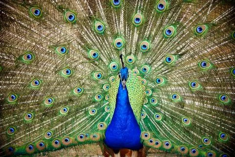 Blue Peacock. Stock Photos