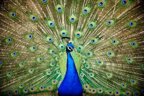 Blue Peacock. 写真素材