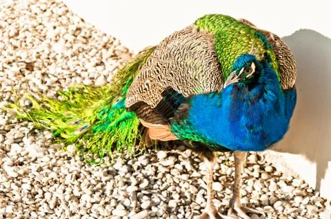 Blue peacock posing Stock Photos