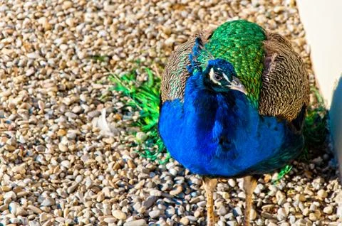 Blue peacock posing Stock Photos