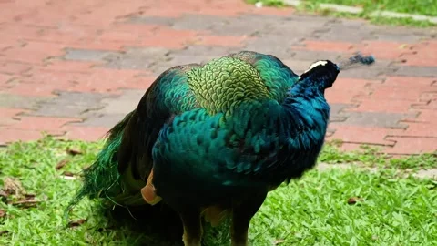 Blue Peacock Preening Behavior in Wildlife 4K, High Angle Vídeo Stock 334700287