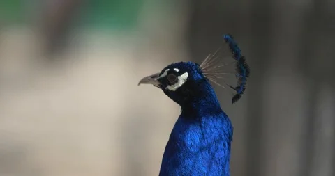 Blue peacock quickly moves his head Stock Footage 88859580