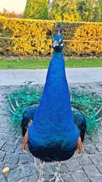 Blue Peacock Standing on Cobblestone Path in Garden Close Up Portrait Foto stock