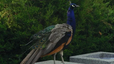 Blue Peacock Stands on the Stone Bench against the Background of the Shrub in Stock Footage 160256473