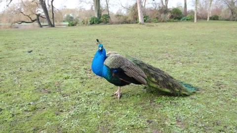 Blue peacock video Stock Footage 146816412