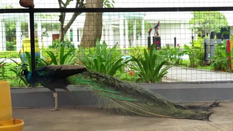 Blue Peacock Walking, Cage, Wide Shot Vídeo Stock 334296817