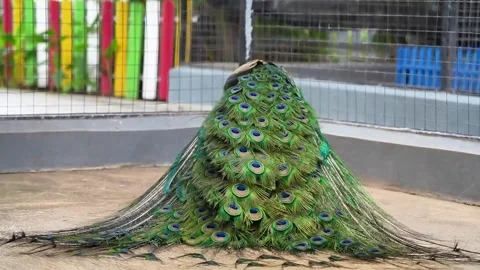 Blue Peacock Walking Elgantly in Cage Footage with Bird Ambient Sound 4K 스톡 동영상 336246832