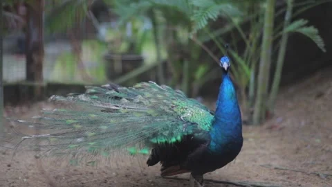 Blue peacock in zoo 스톡 동영상 138820939