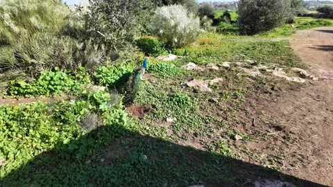 Blue Peafowl Stock Footage 328642065