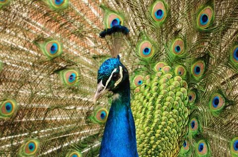 Blue peafowl. Stock Photos
