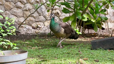 Blue Peahen Foraging and Jumping, Garden, Wide Shot Vídeo Stock 334190968