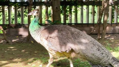 Blue Peahen Walking, Garden, Medium Shot Vídeo Stock 334296935