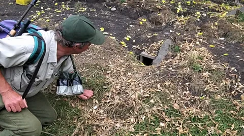 Blue Penguin nesting cavity with description Stock Footage 33867754