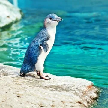 Blue penguin Stock Photos