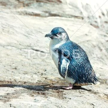 Blue penguin Stock Photos