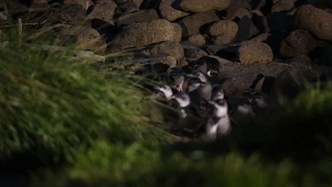 Blue penguins walking at night Stock Footage 101734675