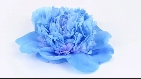 Blue peonie on white. Extrem close-up. Side view. Loop motion. Stock Footage 166802210