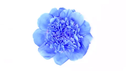 Blue peonie on white. Extrem close-up. Top view. Loop motion. Stock Footage 166802685